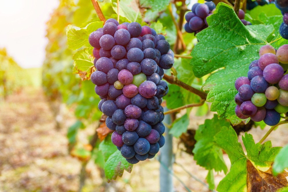 Grapes in champagne region during autumn harvest, Reims, France 