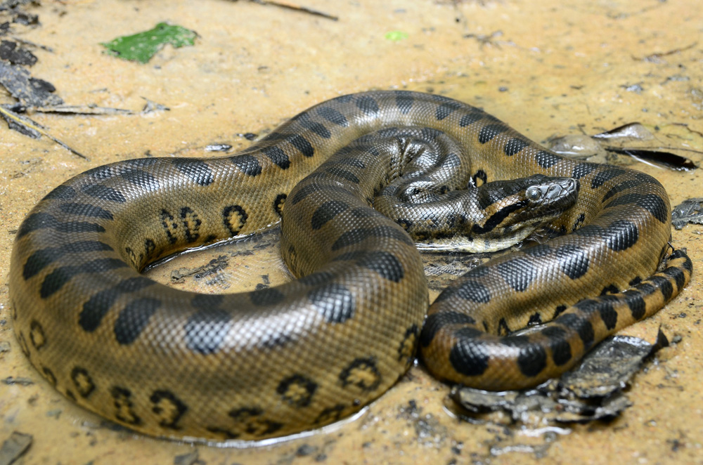 Green anaconda, South America 