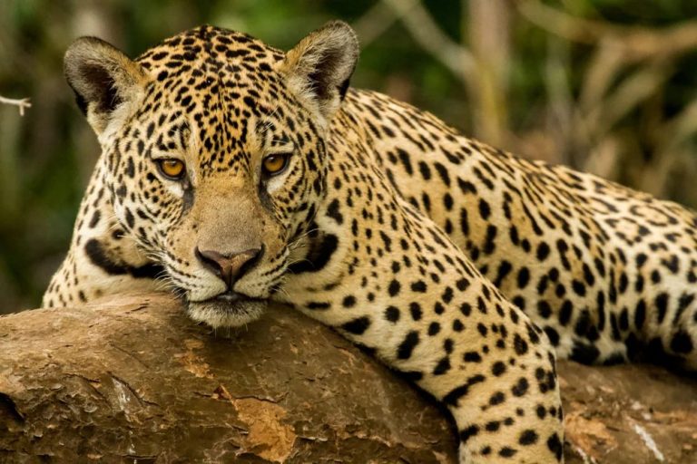 Jaguar, found in the Pantanal, Brazil