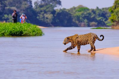 Jaguar observed crossing Cuiaba River, Pantanal, Brazil