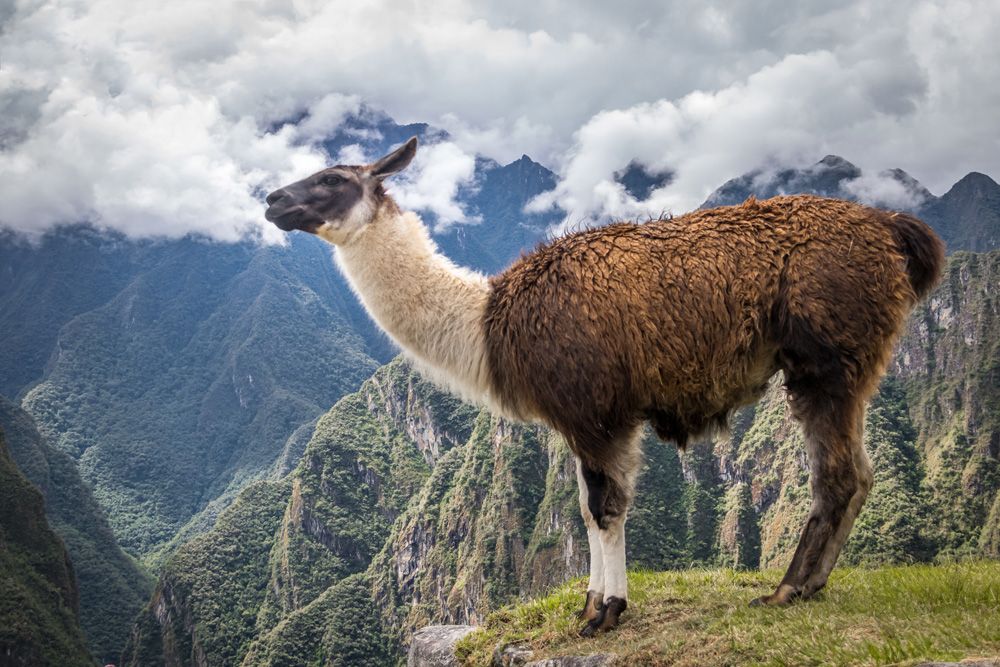 Llama at Machu Picchu, Peru 