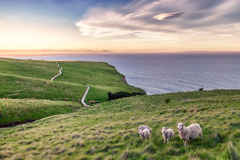 Mother and her lambs along the coastline of Christchurch, New Zealand 