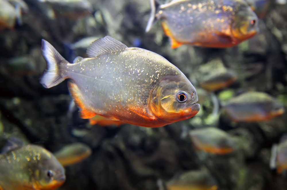 Red-bellied piranha found in the Amazon river, South America 