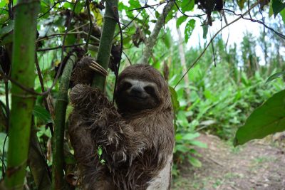 Three-toed sloth in the Amazon jungle, South America