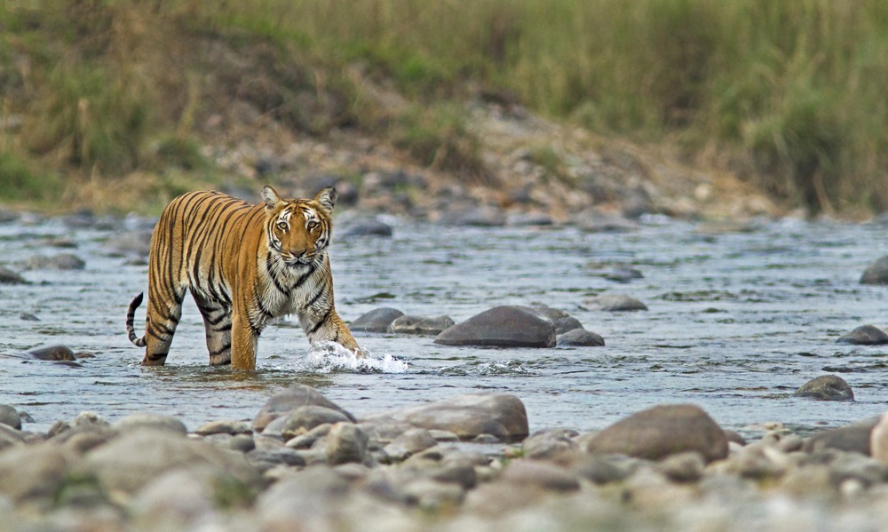 Bengal tiger crossing a river in Corbett National Park, India 