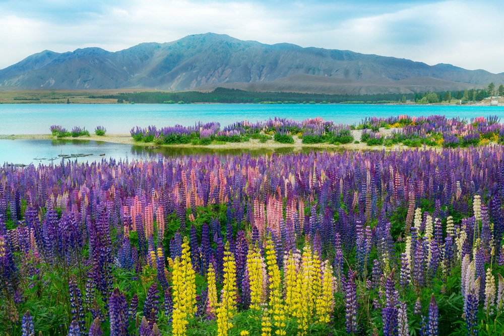 Landscape at Lake Tekapo and Lupin Field in summer, New Zealand 
