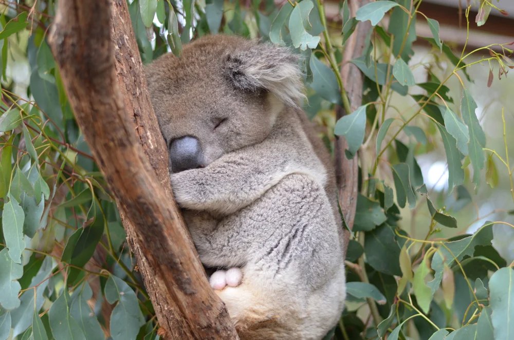 Sleeping koala at Healesville Sanctuary, near Melbourne, Victoria, Australia