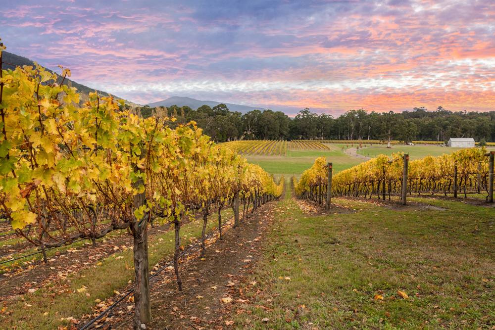 Yellow-leafed vines in vineyard in Yarra Valley, Victoria, Australia 