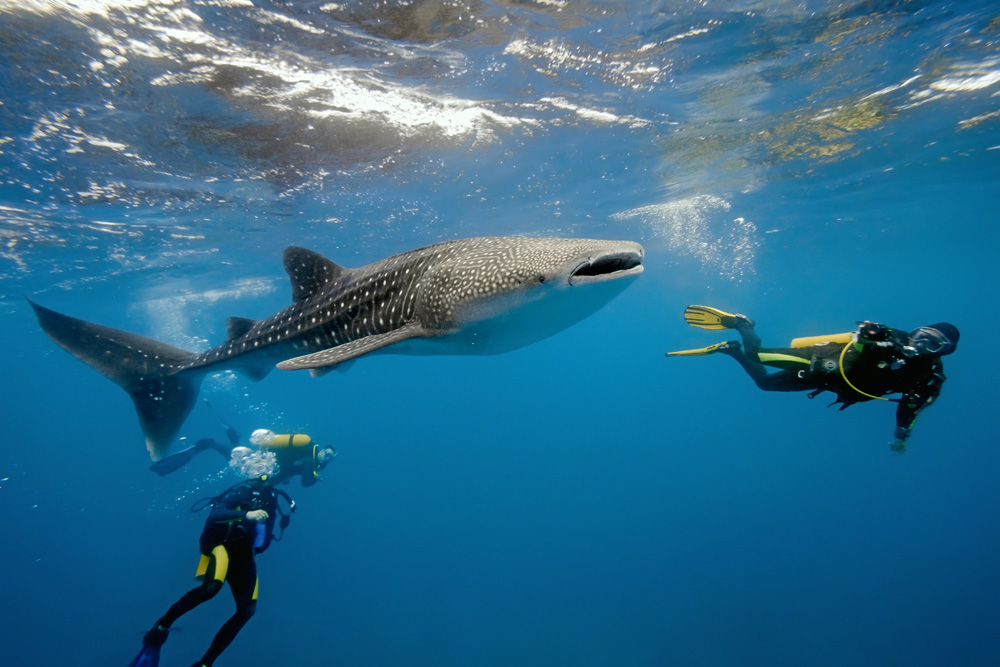 Divers photographing a whale shark, Maldives 