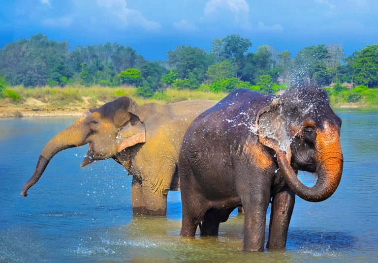 Elephants having fun in Chitwan National Park, Nepal cropped