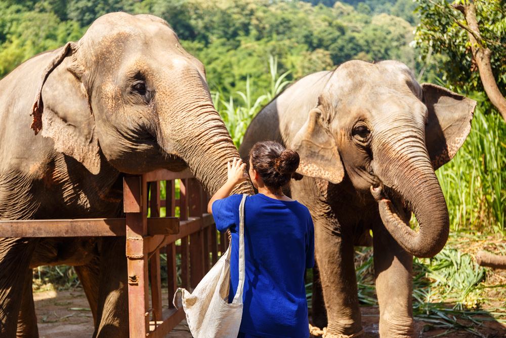Feeding an elephant at Elephant Nature Park, Chiang Mai, Thailand 