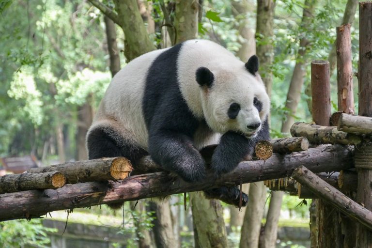 Giant panda at Wolong Nature Reserve, Chengdu, China