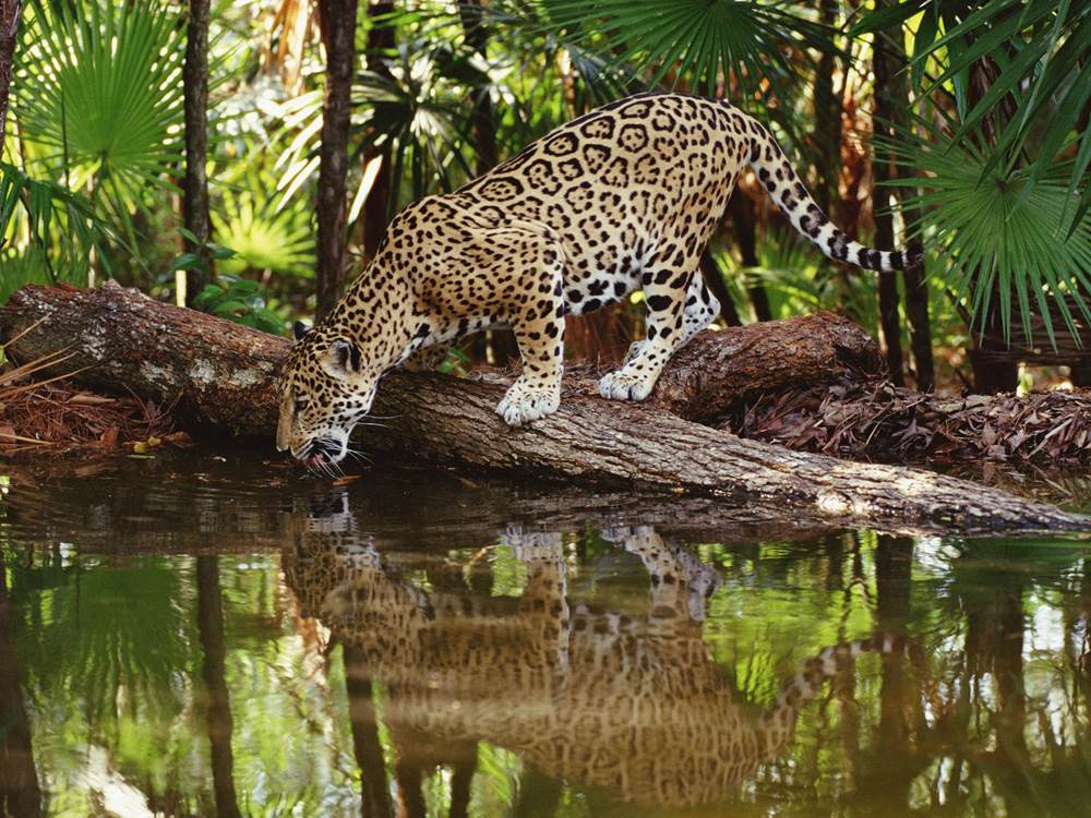 Jaguar quenching its thirst, Guyana