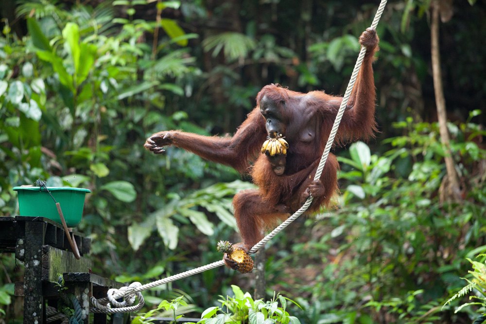 Semenggoh Orangutan Rehabilitation Centre, Kuching, Sarawak, Malaysia
