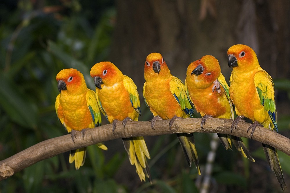 Sun conure parakeets in Jurong Bird Park, Singapore 
