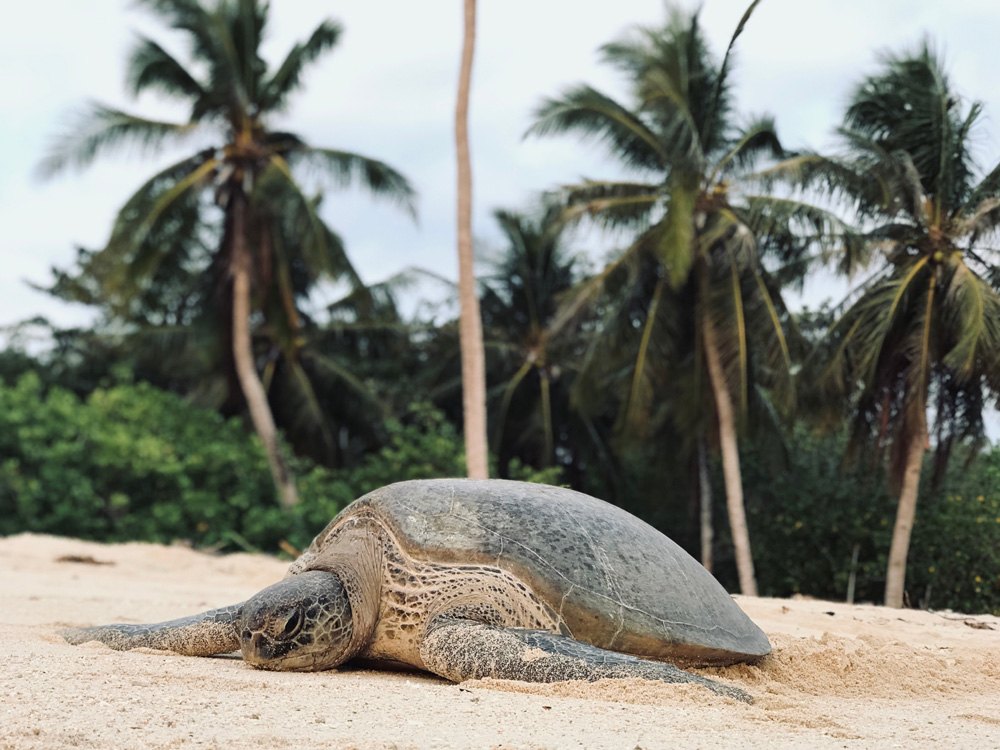 Turtle on Selingan Island, Sandakan, Sabah, Malaysia 