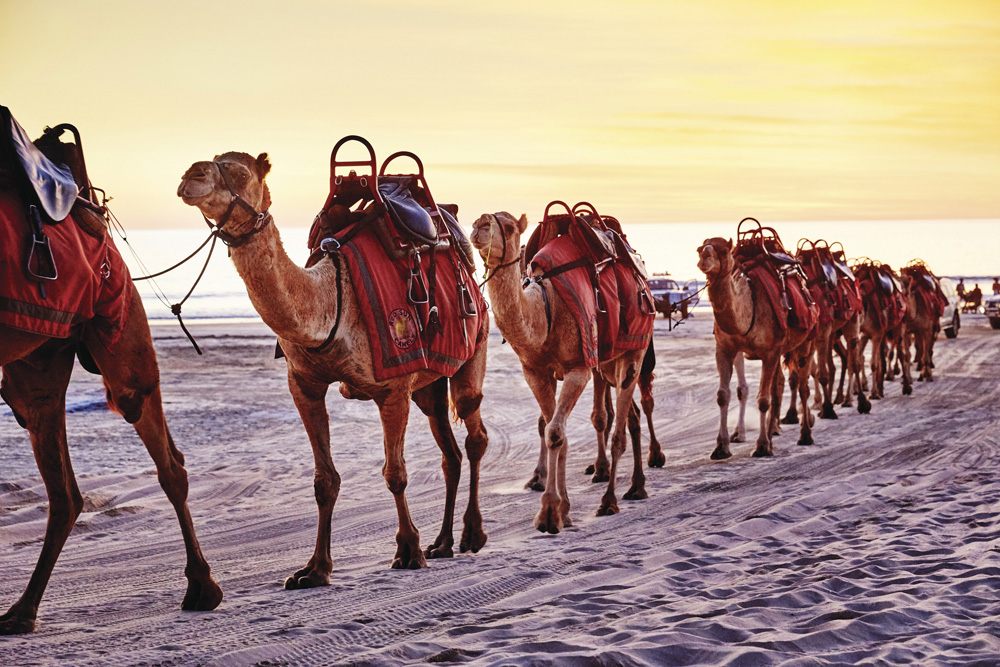 Camels on Cable Beach, Broome, Australia - Tourism Western Australia