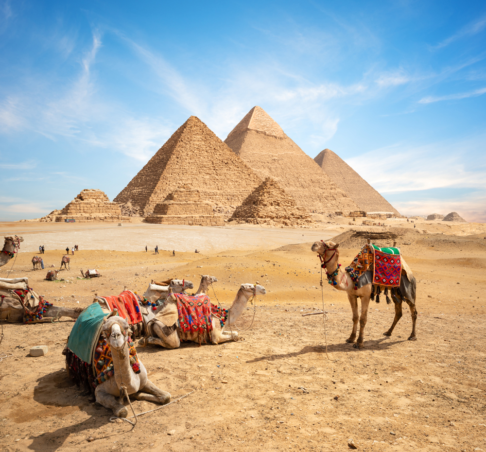 Camels at Pyramids of Giza, Cairo, Egypt full 