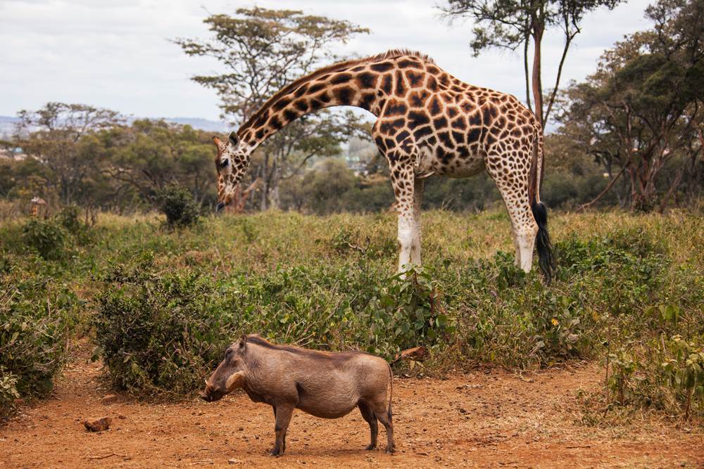 Giraffe and warthog at Giraffe Centre, Nairobi, Kenya 