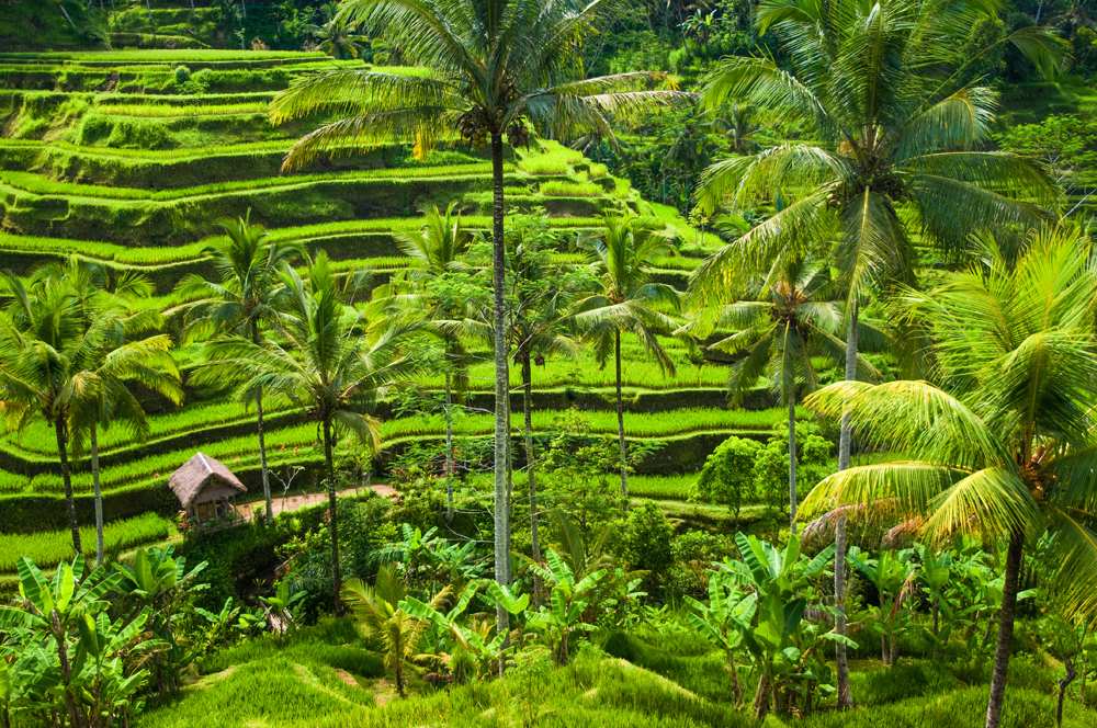 Green terrace rice fields in Ubud, Bali, Indonesia 