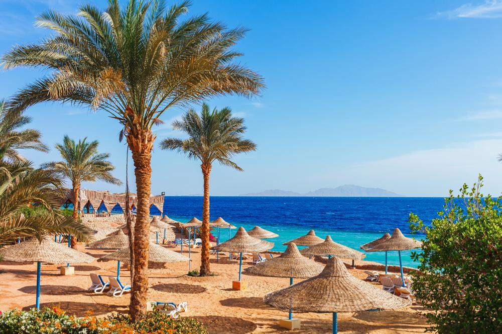 Sunny resort beach with palm tree at the coast shore of Red Sea in Sharm el Sheikh, Egypt 