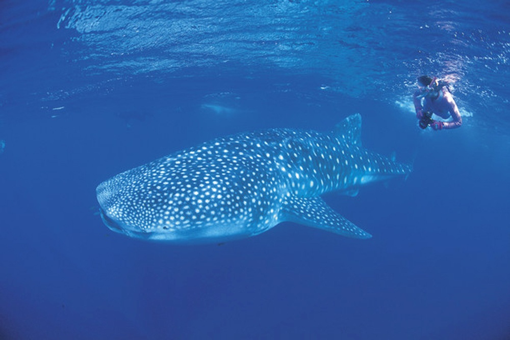 Snorkelling with a whale shark in the Ningaloo Marine Park, Australia - Tourism Western Australia