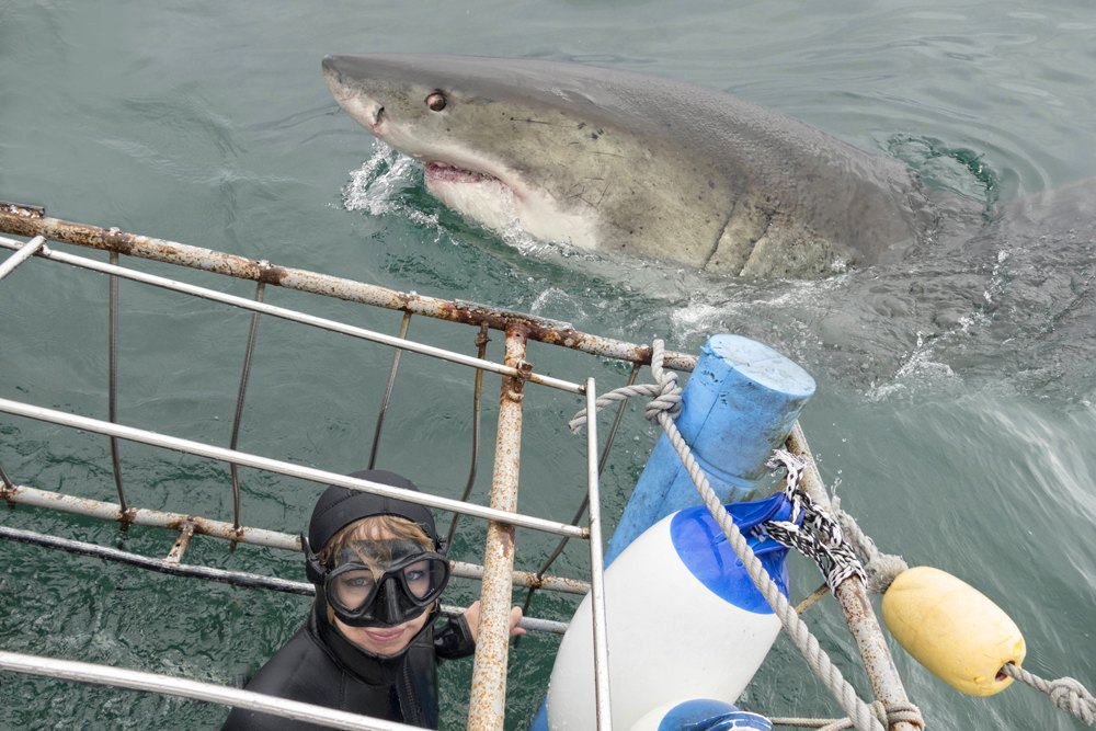 Woman in a shark cage with white shark in South Africa 