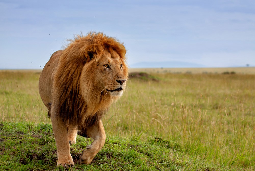 Beautiful lion in Masai Mara, Kenya 