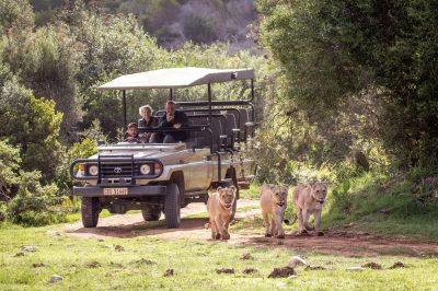 Botlierskop Private Game Reserve, South Africa | Photo Credit: Thompsons Holidays