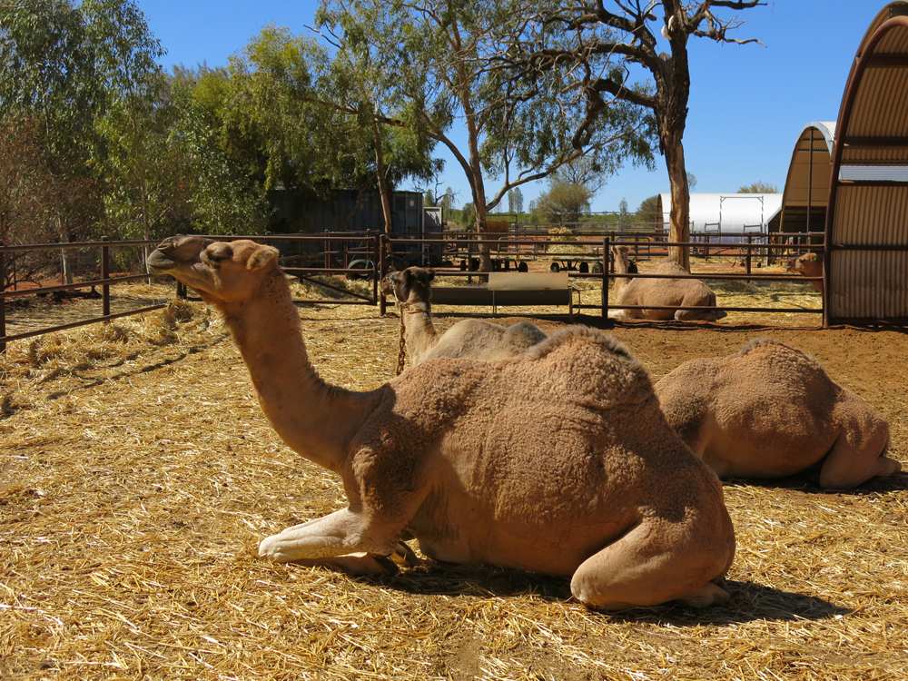 Camels relaxing in a camel farm, Alice Springs, Northern Territory, Australia 