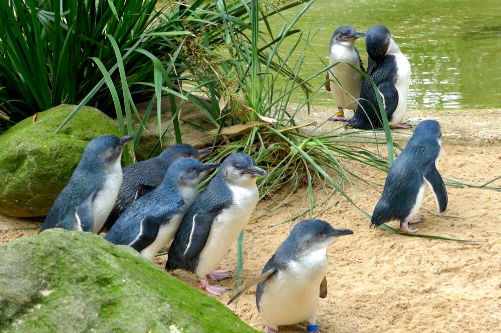 Cute fairy penguins on Phillip Island, Australia 