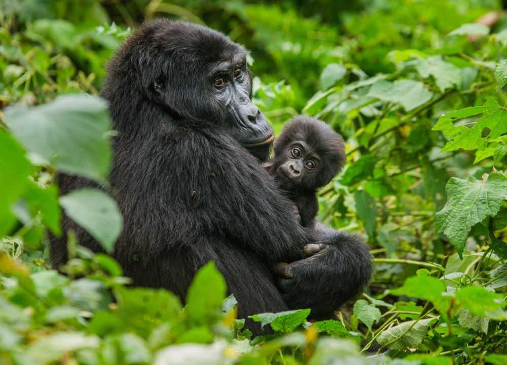 Female mountain gorilla with baby, Bwindi Impenetrable Forest National Park, Uganda 