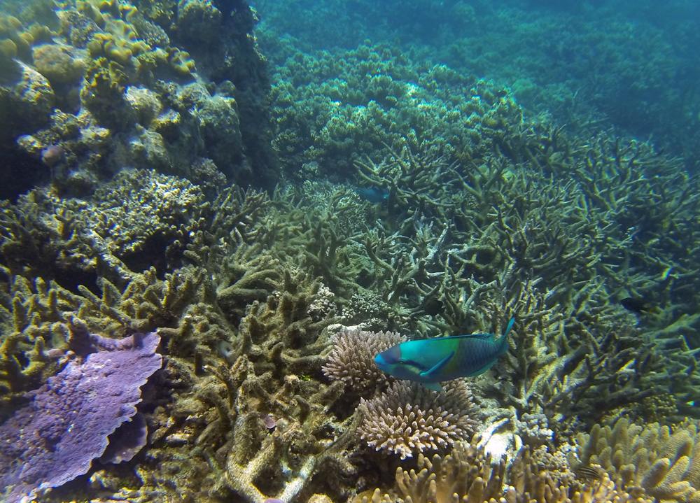 Great Barrier Reef coral subjected to warmer sea temperatures in 2016 causing a mass coral bleaching event, Australia
