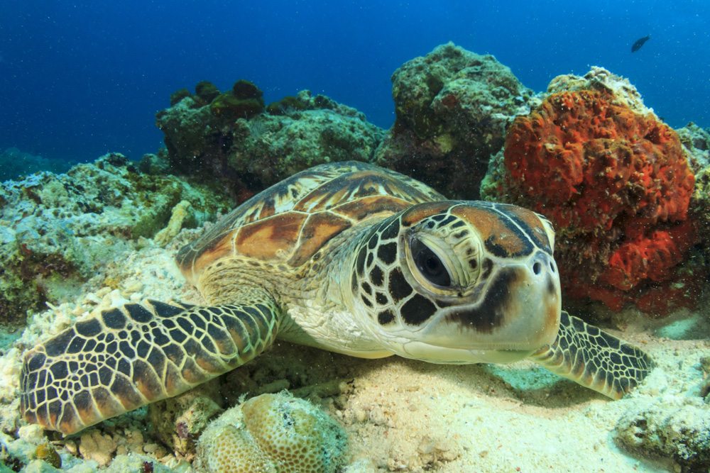 Green Turtle rubs shell against coral to polish and clean itself, Great Barrier Reef, Australia 