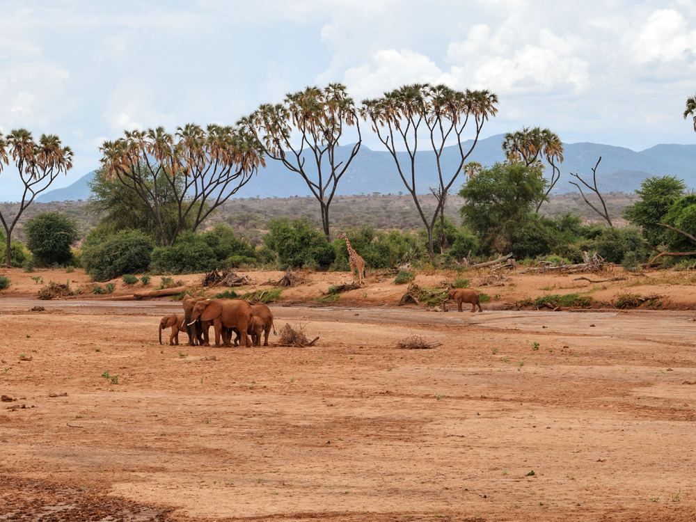 Herd of elephants at a dry river bed of Ewaso Nyiro River, Samburu National Reserve, Kenya 