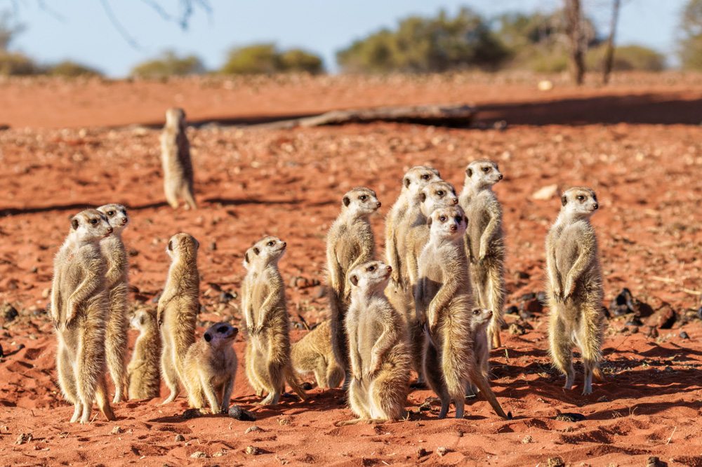 Meerkat family, Kalahari Desert, Namibia 