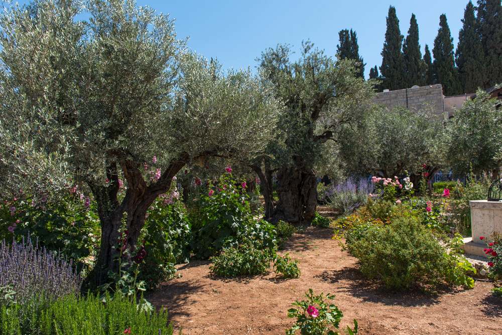 Olive trees in Garden of Gethsemane at the foot of the Mount of Olives in Jerusalem, Israel 