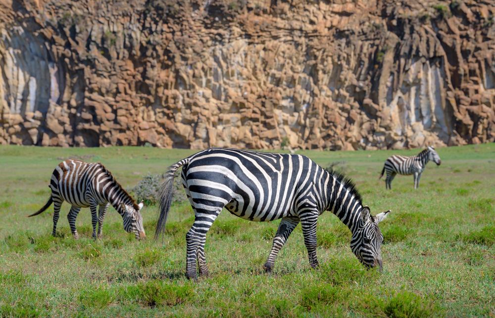 Zebras eating grass at Hell's Gate National Park, Kenya 