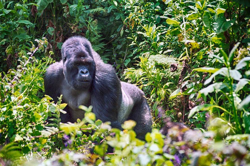 Mountain gorilla, Volcanoes National Park, Rwanda 