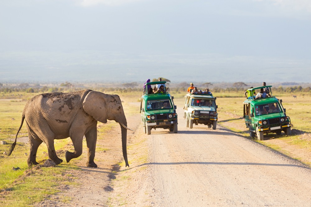Tourists in safari jeeps with big wild elephant crossing dirt road in Amboseli National Park, Kenya 