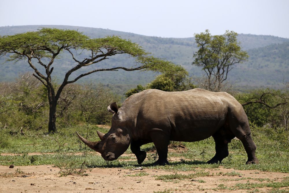 White rhino in Hluhluwe-Imfolozi Park, South Africa 