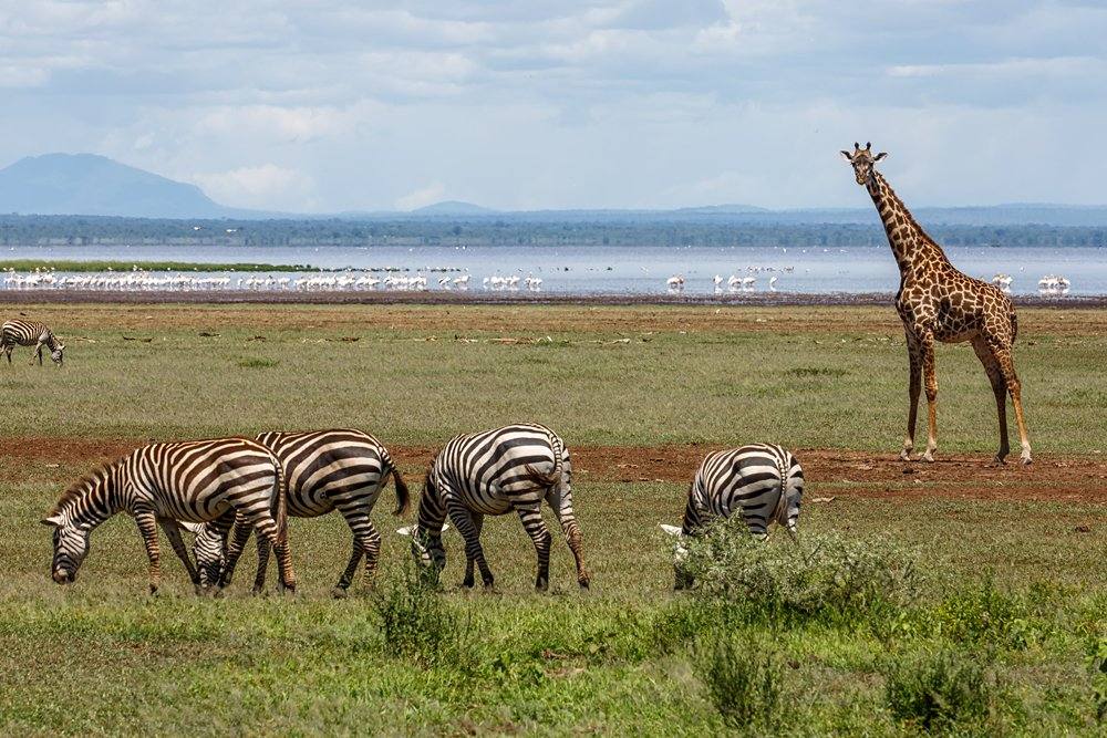 Lake Manyara National Park, Tanzania 