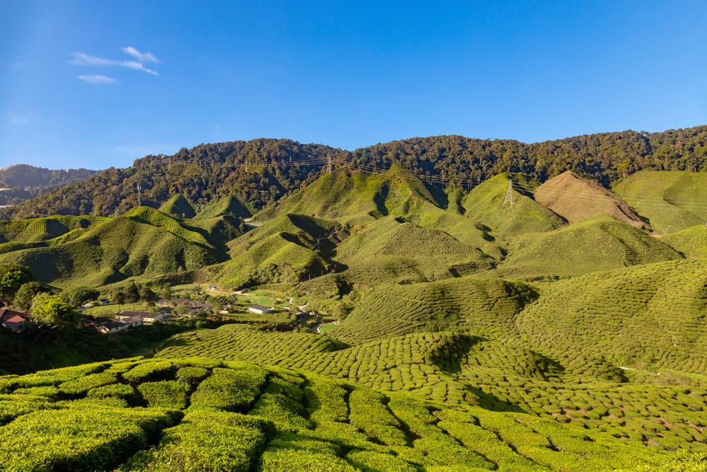 Tea plantations in the mountains of Cameron Highlands, Malaysia 