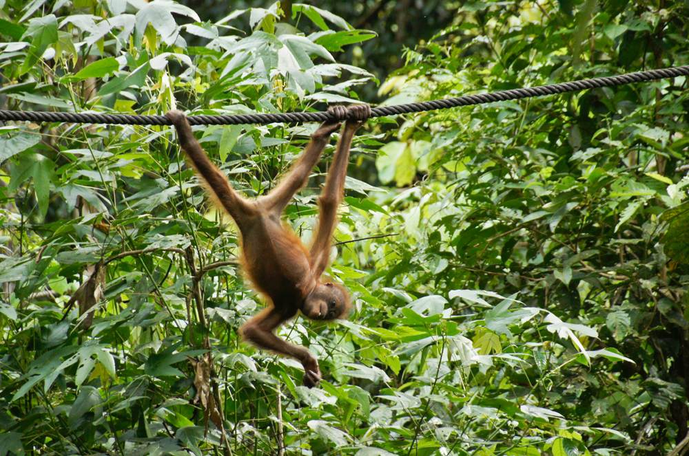 Young orangutan hanging from cable at Sepilok Orangutan Rehabilitation Centre, Sepilok, Borneo, Malaysia 