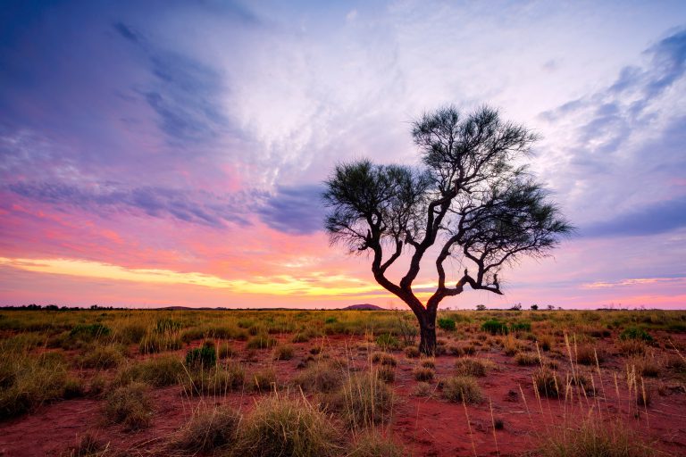 A Hakea Tree in the Australian Outback, Goway Travel