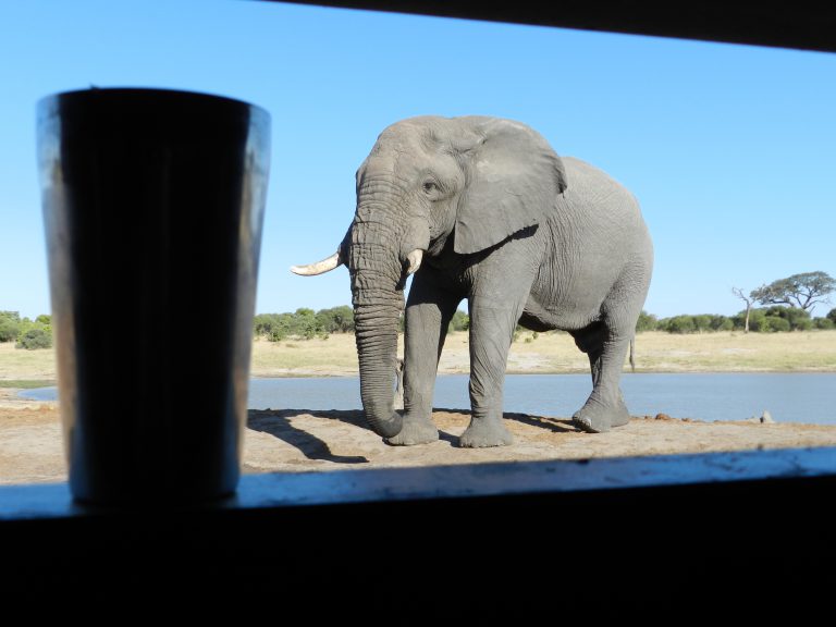 Enjoy Safari to Hwange National Park in Zimbabwe, Goway Travel