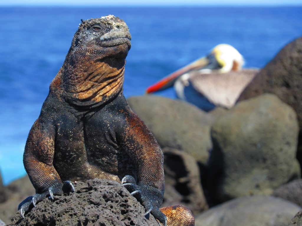 brown and black iguana on gray rock