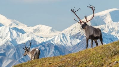caribou standing on grassy hill with mountain background