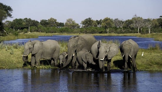 Elephants at Duma Tau Camp Linyanti Botswana