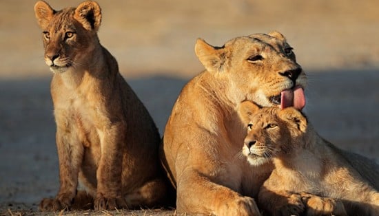 Lioness with cubs seen while on a africa safari in the Kalahari Desert